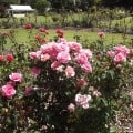 Beds of Roses