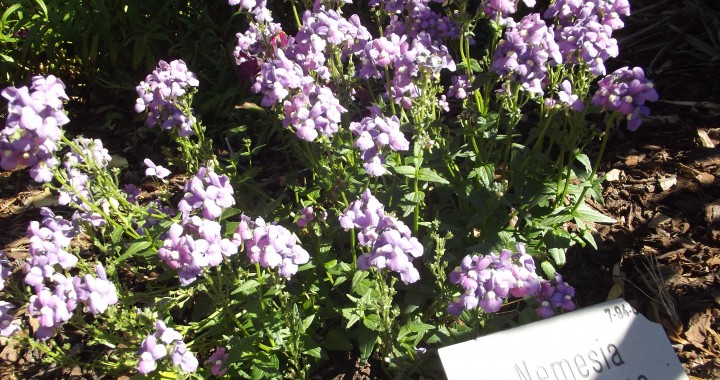 Using Wood Chip Mulch in Council Gardens